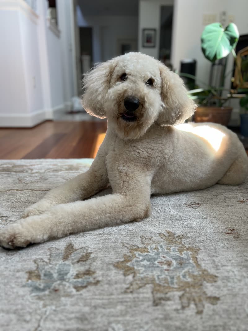 Cream standard poodle-cross with a neat full-body trim lying in a bright living room