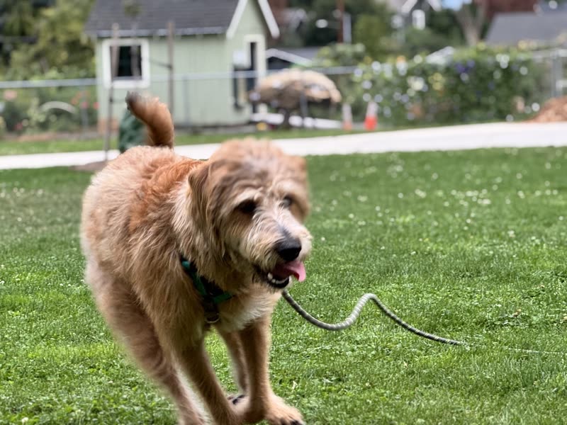 Shaggy golden doodle trotting across a lawn with its lead trailing