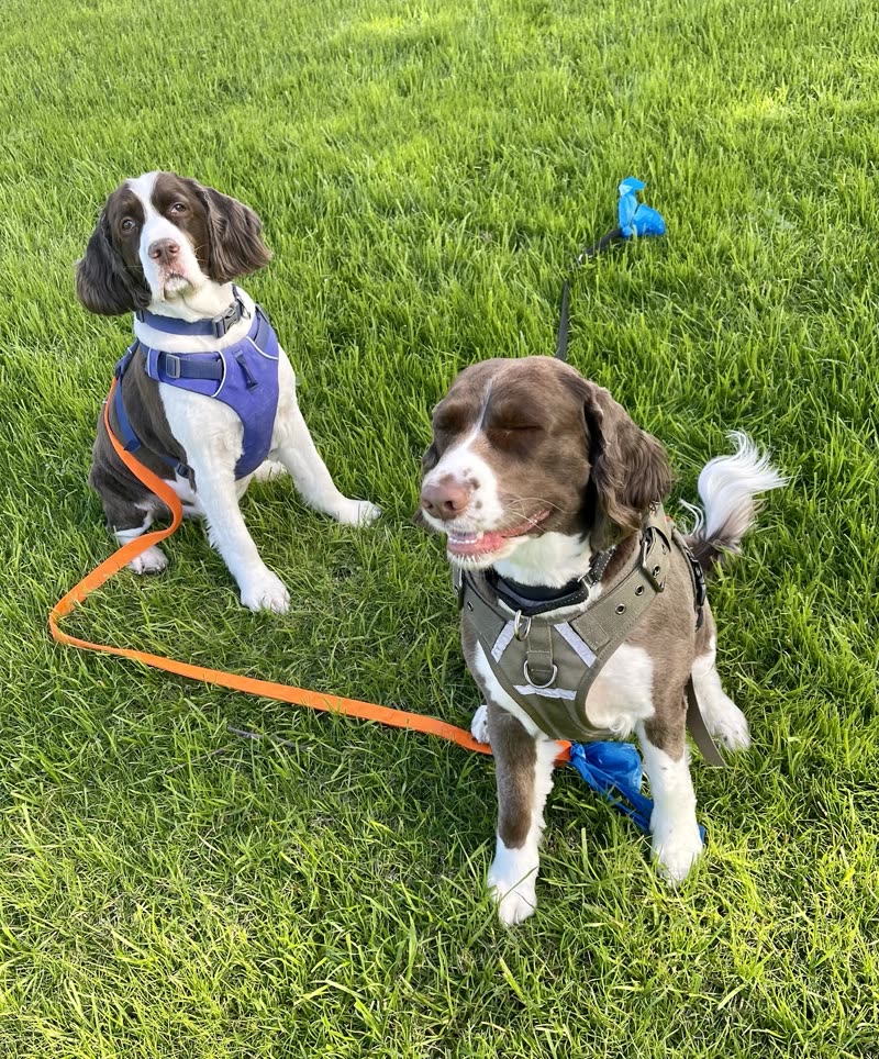 Two brown-and-white spaniel-type dogs sitting together on bright green grass