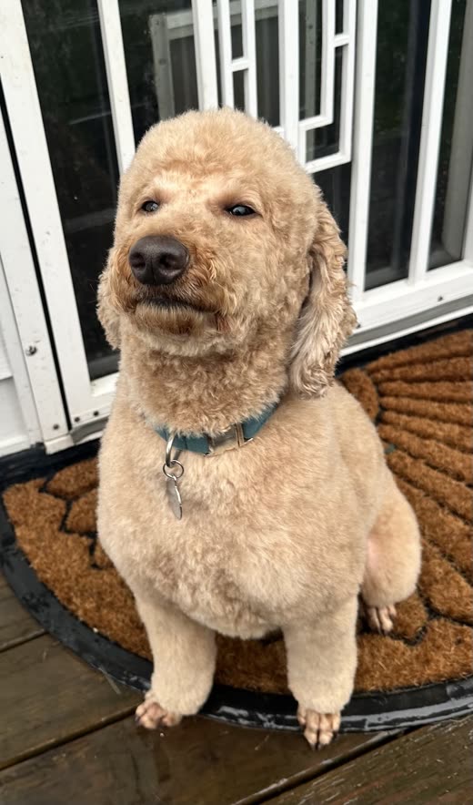 Apricot poodle-cross with a rounded teddy-bear trim sitting by a white door