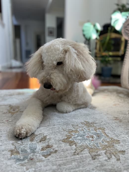Cream doodle with a freshly groomed fluffy face lying on a patterned rug