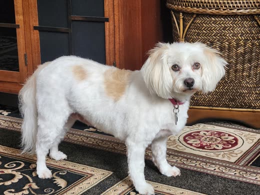 White and tan small dog with a fluffy groomed coat standing in a hallway