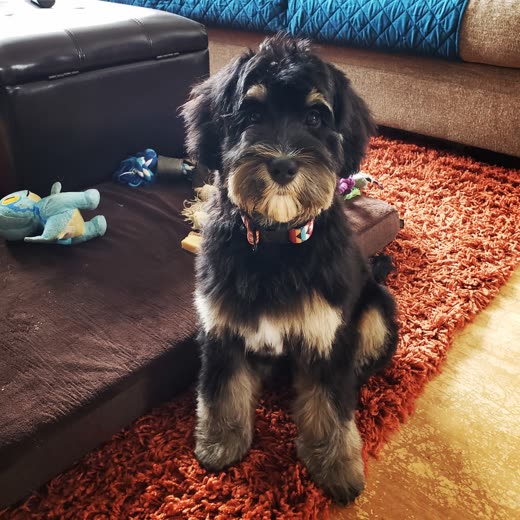 Black and tan doodle puppy wearing a patterned bandana after grooming
