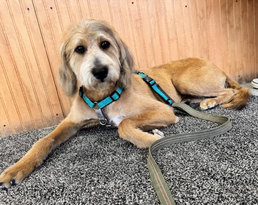 Scruffy tan and white dog in a teal harness resting beside a wooden fence